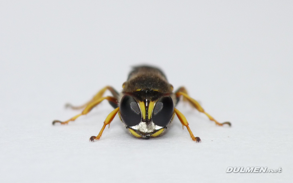 Digger Wasp (Crabro peltarius)